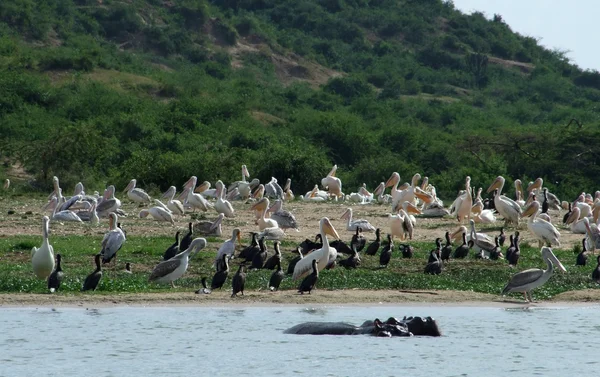 Viele afrikanische Vögel am Flussufer — Stockfoto