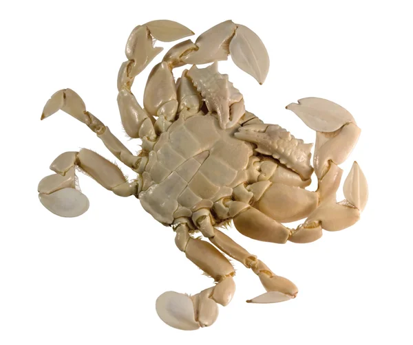 Underside of a moon crab — Stock Photo, Image