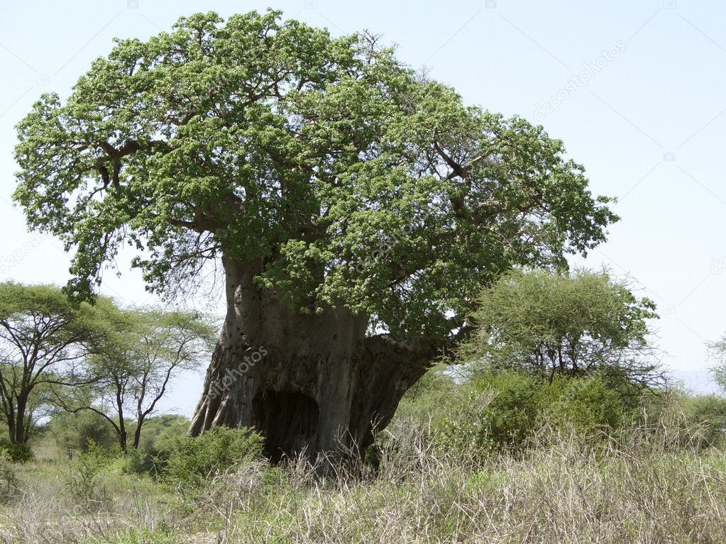 African Baobab tree ⬇ Stock Photo, Image by © prill 7267347