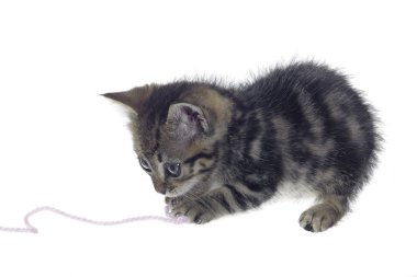 Kitten playing with woolen twine clipart