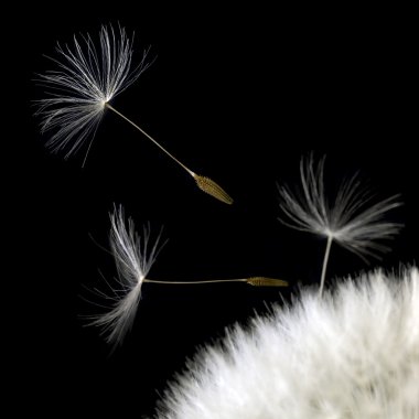 Dandelion seeds closeup in black back clipart