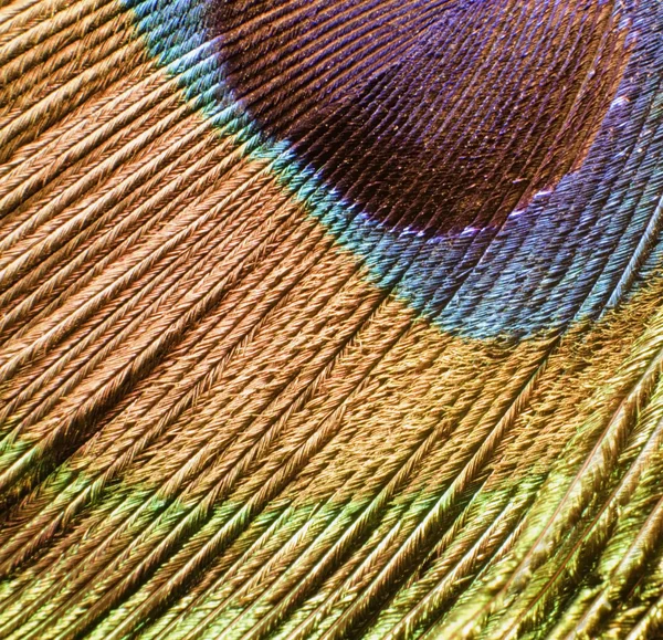 Dettaglio piuma pavone — Foto Stock