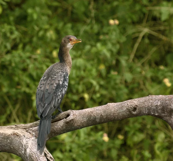 Cormorant assis sur une branche — Photo