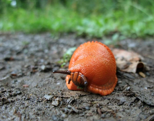 Red slug on the ground — Stock Photo, Image