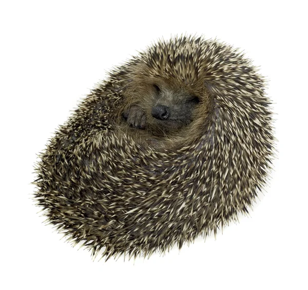 Rolled-up hedgehog in white back — Stock Photo, Image