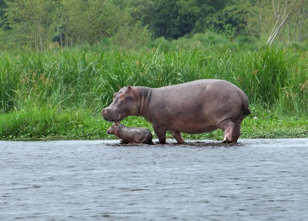 Bezerro hipopótamo e vaca em África — Fotografia de Stock