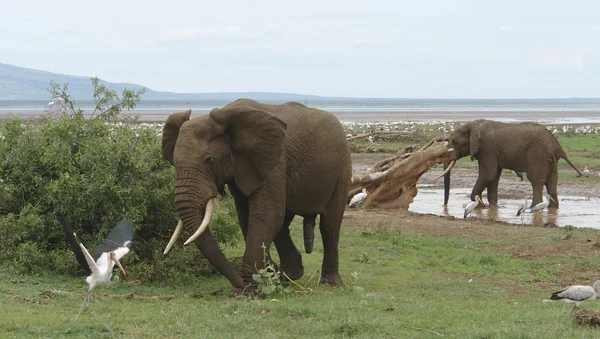 Два слона и птица в Африке — стоковое фото