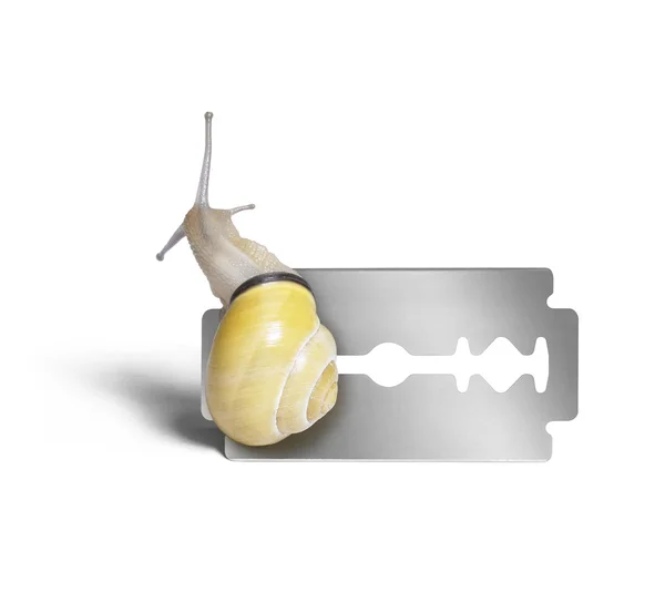 Grove snail and razor blade — Stock Photo, Image