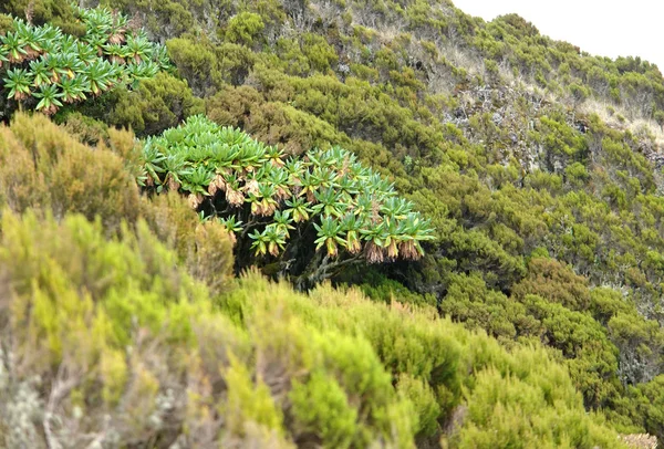 Vegetation around Mount Muhabura — Stock Photo, Image