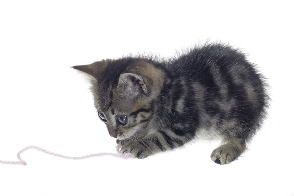 Kitten playing with woolen twine — Stock Photo, Image