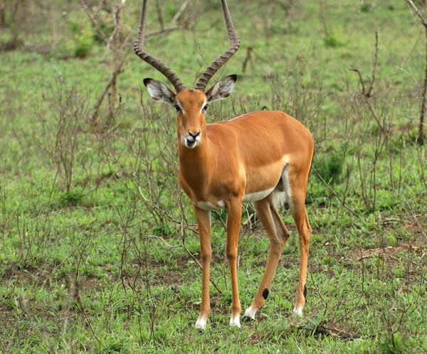 Impala i buskiga atmosfär — Stockfoto
