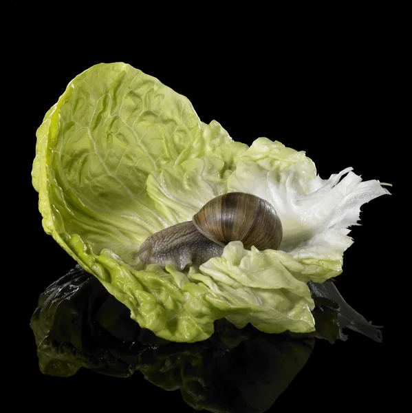 Σαλιγκάρι αμπέλι σε φύλλο πράσινο μαρούλι — Φωτογραφία Αρχείου