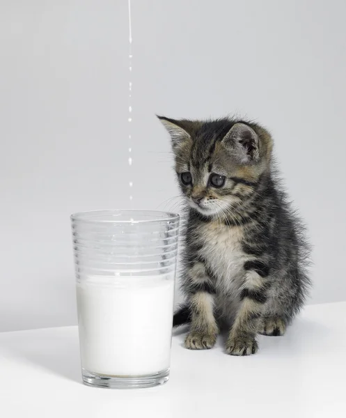 Kotě, čekání na mléko — Stock fotografie