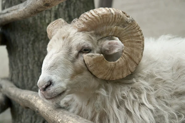Sheep portrait — Stock Photo, Image