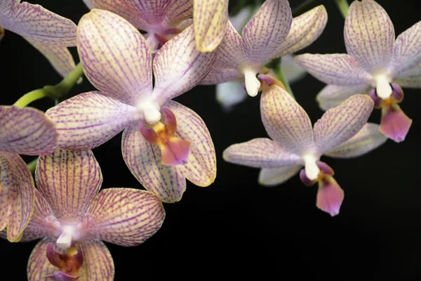 Färgglada orkidé blommor — Stockfoto