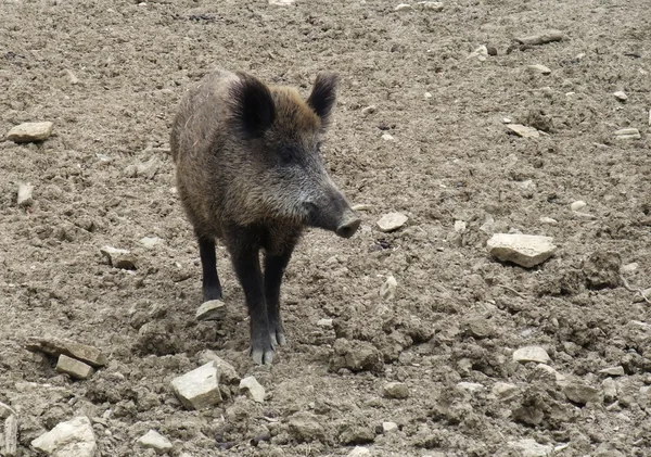 Wild boar on earthy ground — Stock Photo, Image