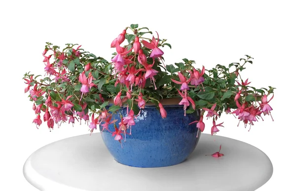 Roze fuchsia in een pot — Stockfoto