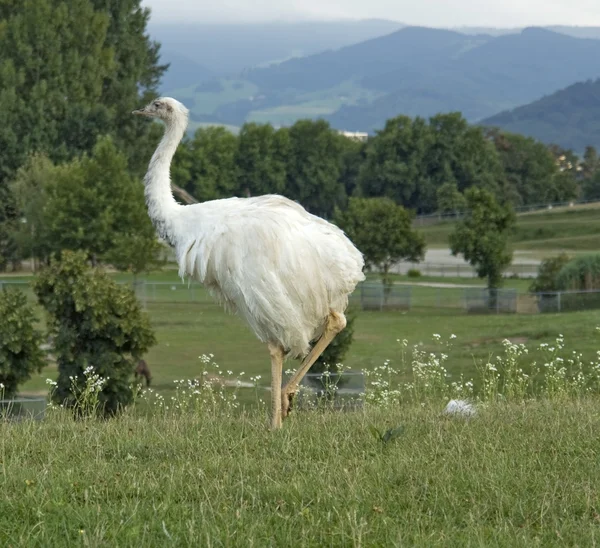 Greater Rhea in natural back — Stock Photo, Image