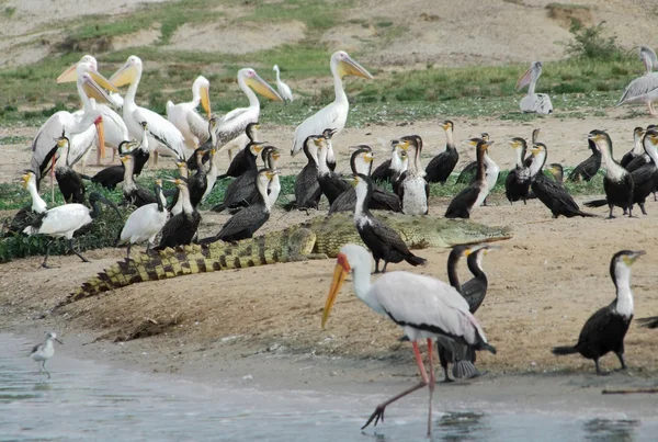很多的非洲鸟类河畔 — 图库照片
