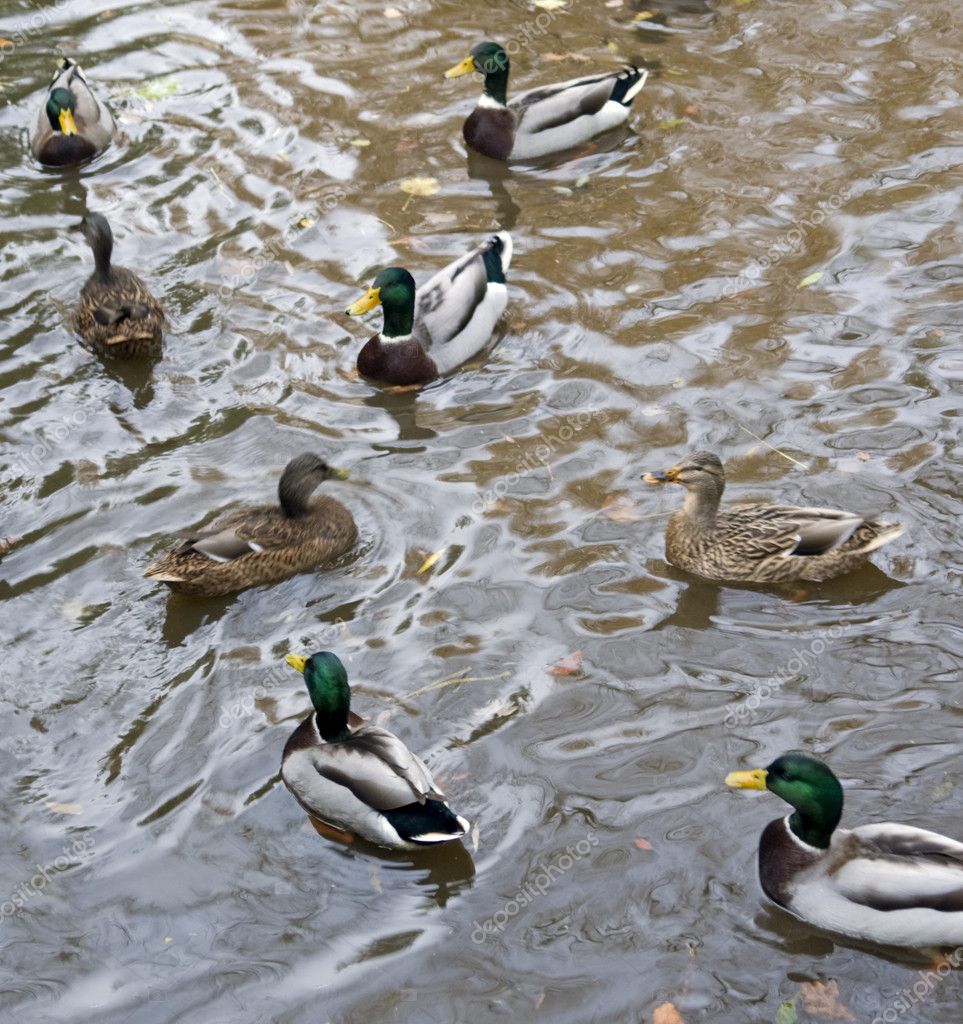 Wild ducks — Stock Photo © prill #7281807