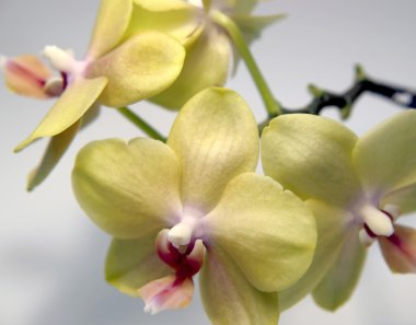 Yellow orchid flowers clipart