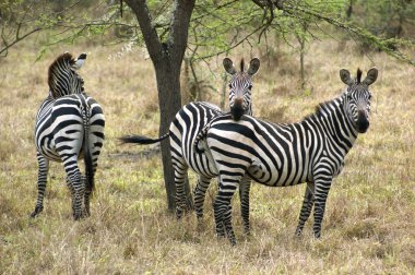 Zebras in Africa clipart