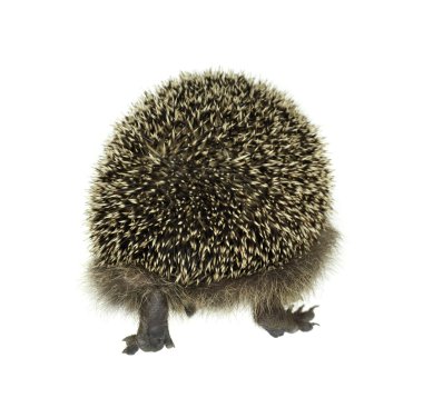 Hedgehog walking away clipart