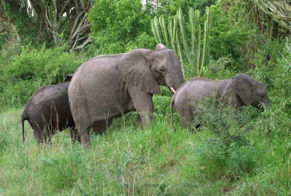 Семейство слонов в зеленой растительности — стоковое фото
