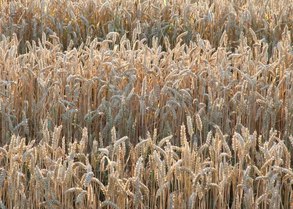 Detalhe do campo de trigo iluminado — Fotografia de Stock
