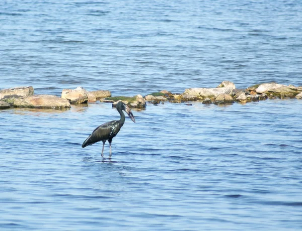 African Openbill in water scenery — Stock Photo, Image