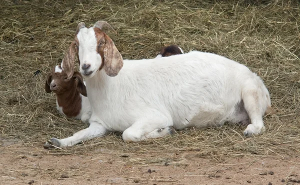 Goats and hay — Stock Photo, Image