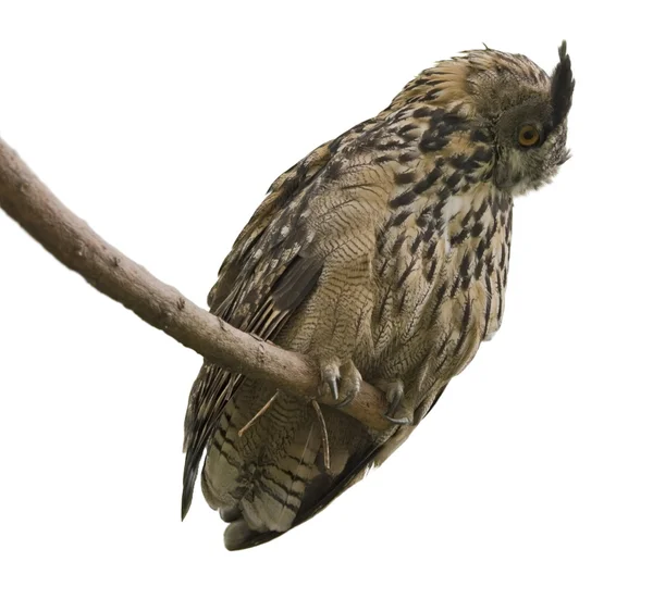 Eagle owl v bílých zad — Stock fotografie