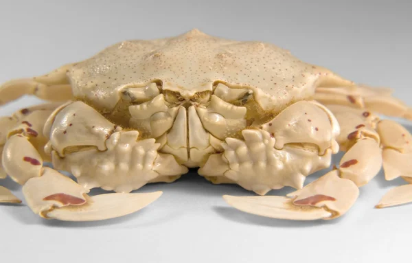 Plan frontal d'un crabe lunaire — Photo