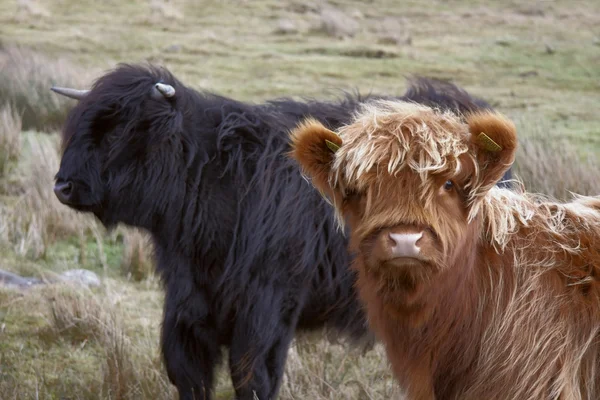 Castanho e preto Highland gado — Fotografia de Stock