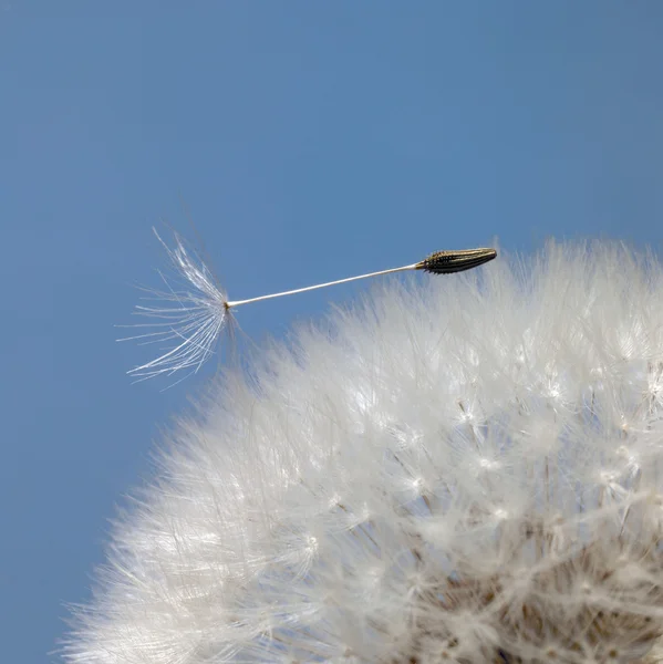Mavi sırt karahindiba tohumları — Stok fotoğraf