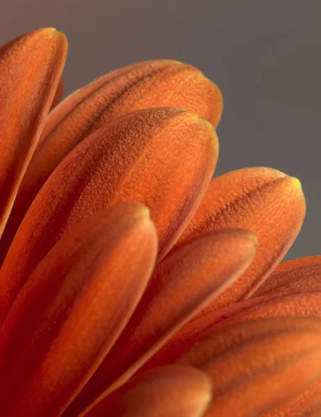 Gerbera fiore primo piano — Foto Stock
