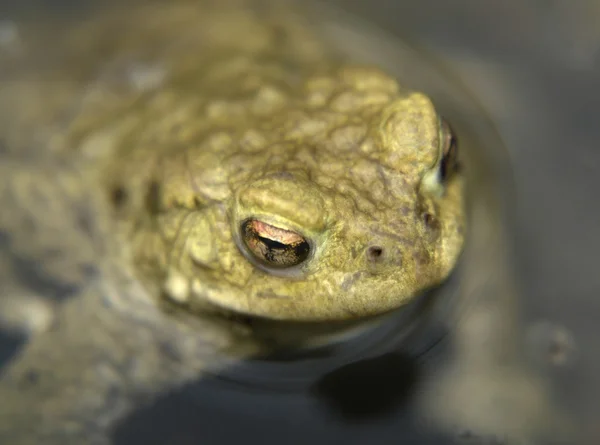 Head of a common toad — Stock Photo, Image
