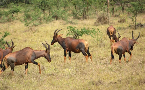 Tsessebe común en Uganda — Foto de Stock
