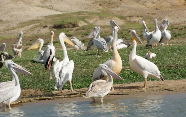 Grandi Pelicans bianchi in Uganda — Foto Stock