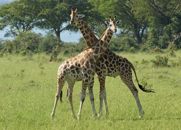 Güneşli bir ortam içinde iki zürafa — Stok fotoğraf