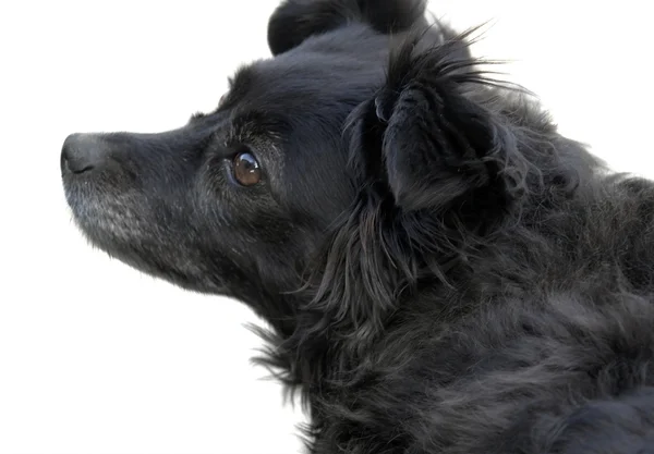 Sideways black dog portrait — Stock Photo, Image