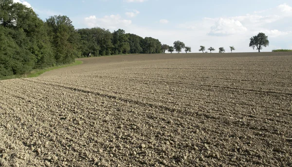 Pictoral plowed field and trees — Stock Photo, Image