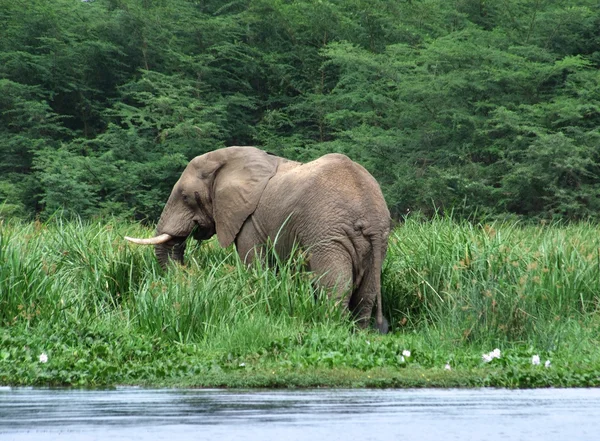 Paysage au bord de l'eau avec éléphant — Photo