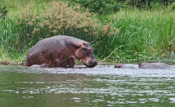 Sommige nijlpaarden waterside in Afrika — Stockfoto