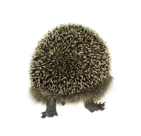 Hedgehog vai-se embora — Fotografia de Stock