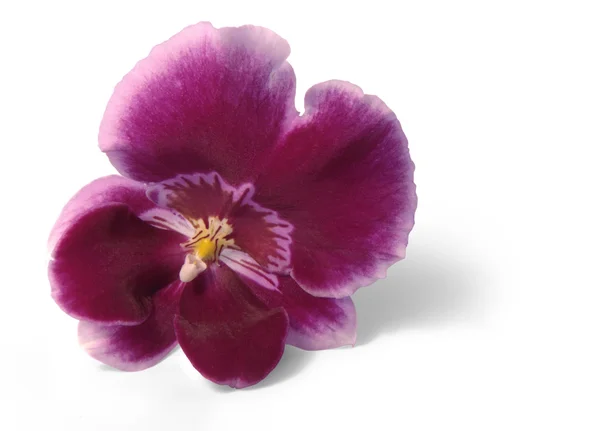 Flor de orquídea violeta — Foto de Stock