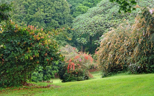 Uganda bitki örtüsü — Stok fotoğraf