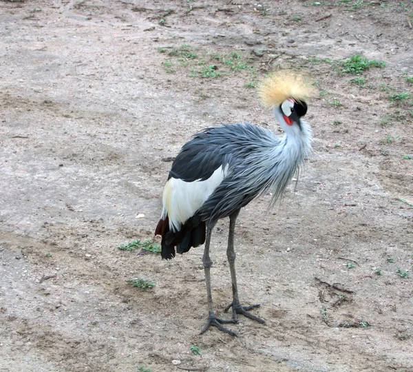 Black Crowned Crane in Africa — Stock Photo, Image