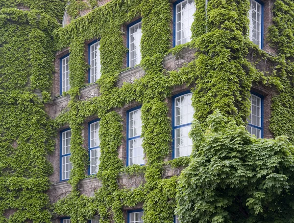 stock image Overgrown house facade