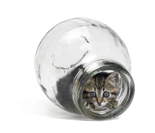 Gattino guardando fuori da una bottiglia di vetro — Foto Stock